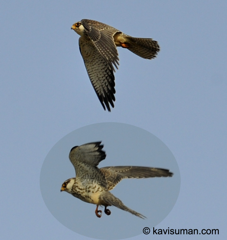 Amur Falcon
